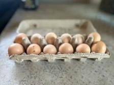 Lavender Orpington hatching eggs