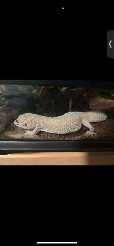 lézard Gecko albinos