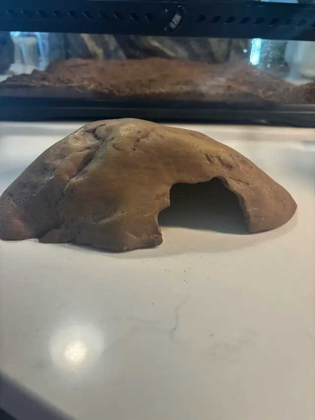 lézard Gecko albinos - Photo 4