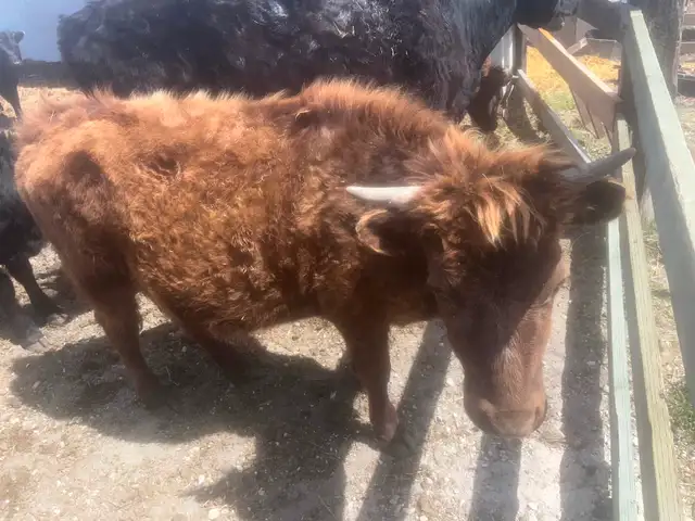 Dexter Heifers for sale