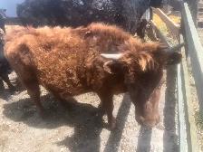 Dexter Heifers for sale