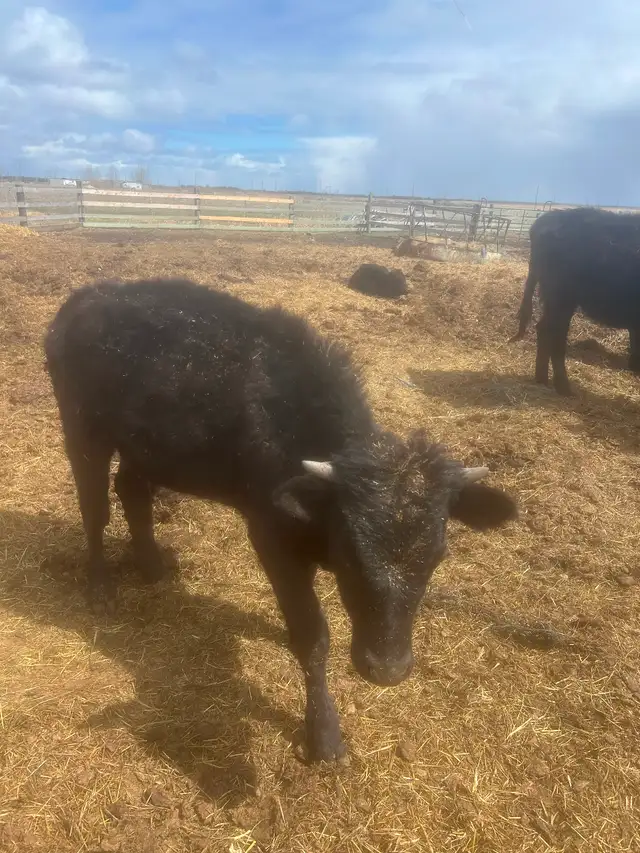 Dexter Heifers for sale - Photo 2