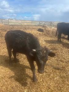 Dexter Heifers for sale - Photo 2