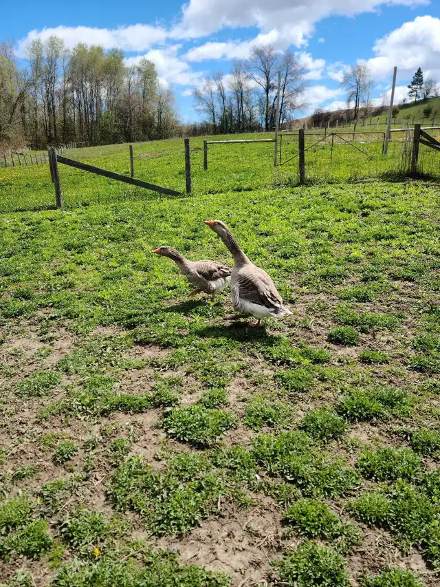 pair of toulouse geese
