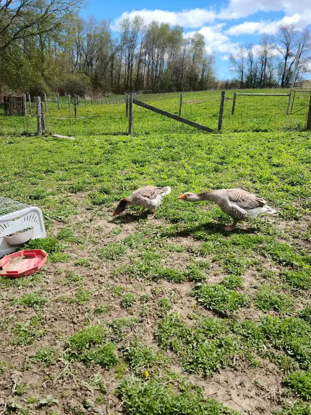 pair of toulouse geese - Photo 2
