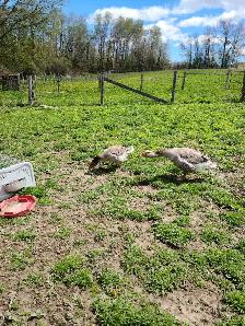 pair of toulouse geese - Photo 2
