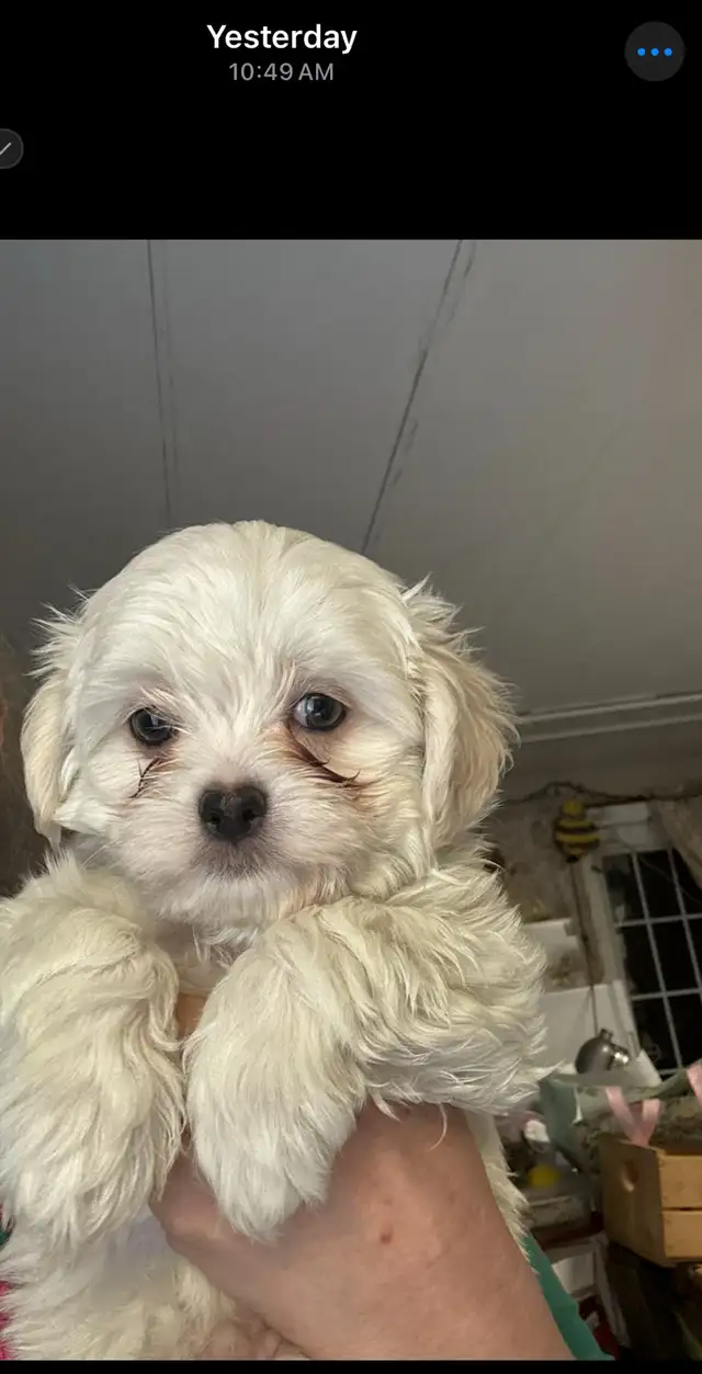 white male Maltese poodle puppy