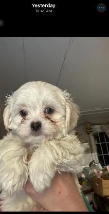 white male Maltese poodle puppy