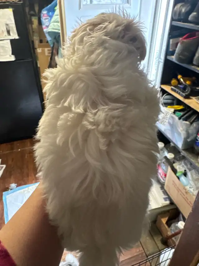 white male Maltese poodle puppy - Photo 2