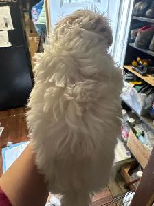 white male Maltese poodle puppy - Photo 2