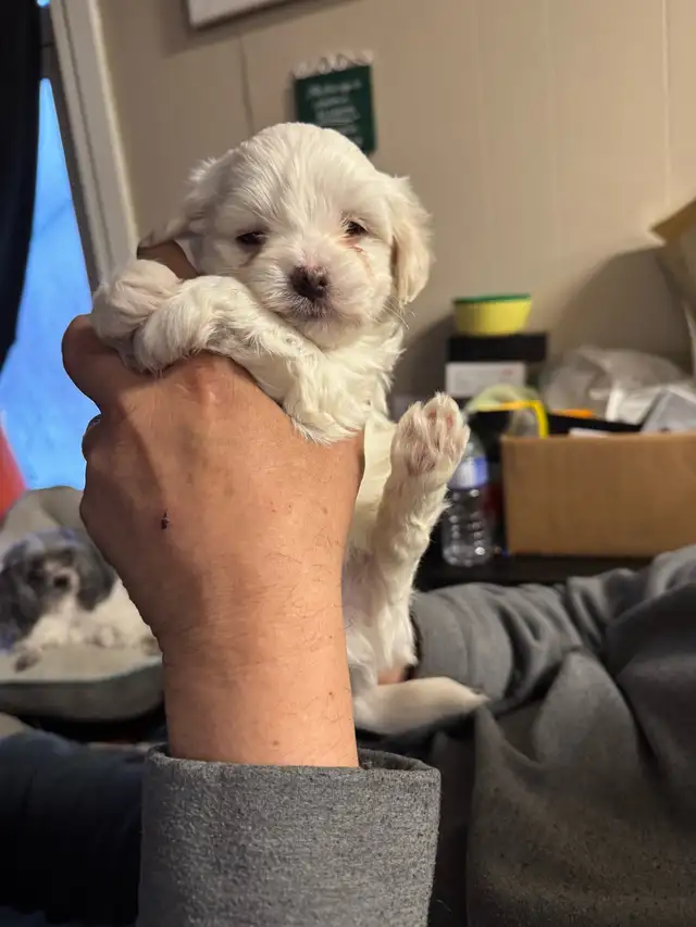 white male Maltese poodle puppy - Photo 3
