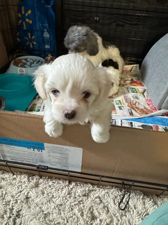 white male Maltese poodle puppy - Photo 4