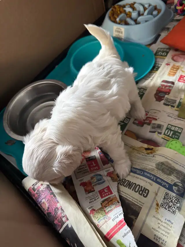 white male Maltese poodle puppy - Photo 5