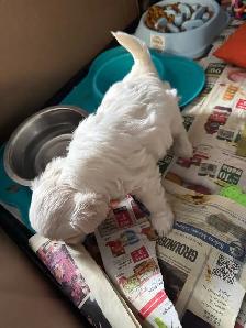 white male Maltese poodle puppy - Photo 5