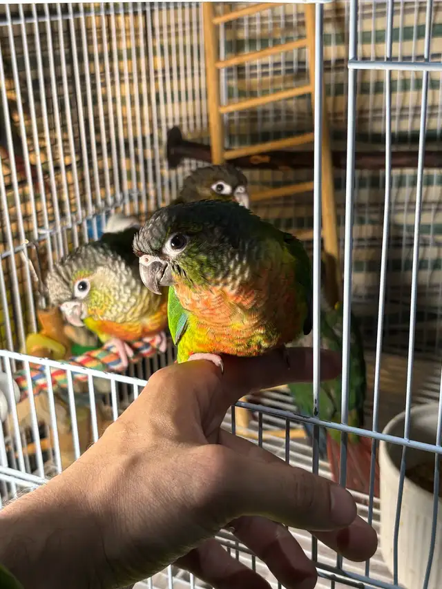 ❤️ Baby Conures For sale friendly and tamed