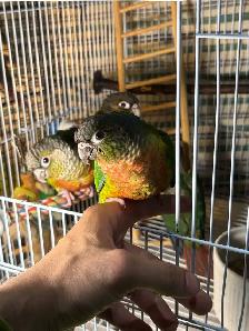 ❤️ Baby Conures For sale friendly and tamed