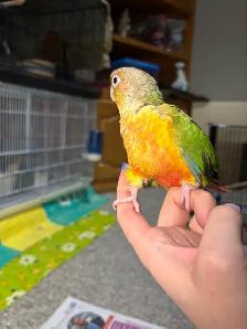 ❤️ Baby Conures For sale friendly and tamed - Photo 4