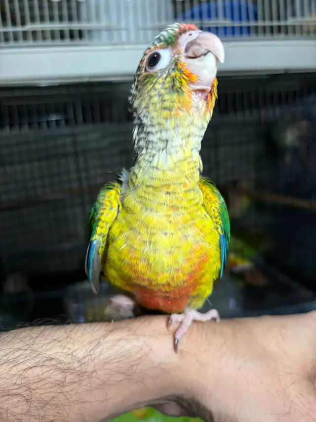 ❤️ Baby Conures For sale friendly and tamed - Photo 5