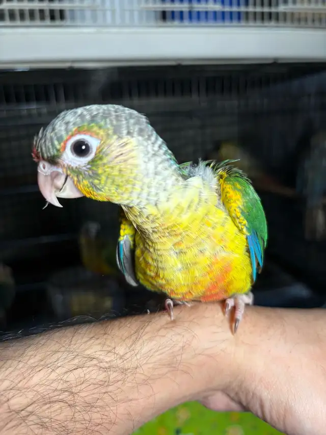 ❤️ Baby Conures For sale friendly and tamed - Photo 6