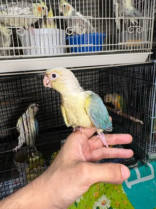 ❤️ Baby Conures For sale friendly and tamed - Photo 7