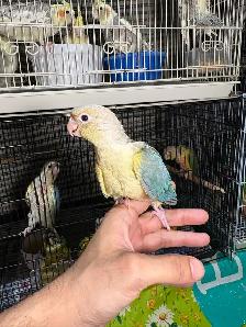❤️ Baby Conures For sale friendly and tamed - Photo 7