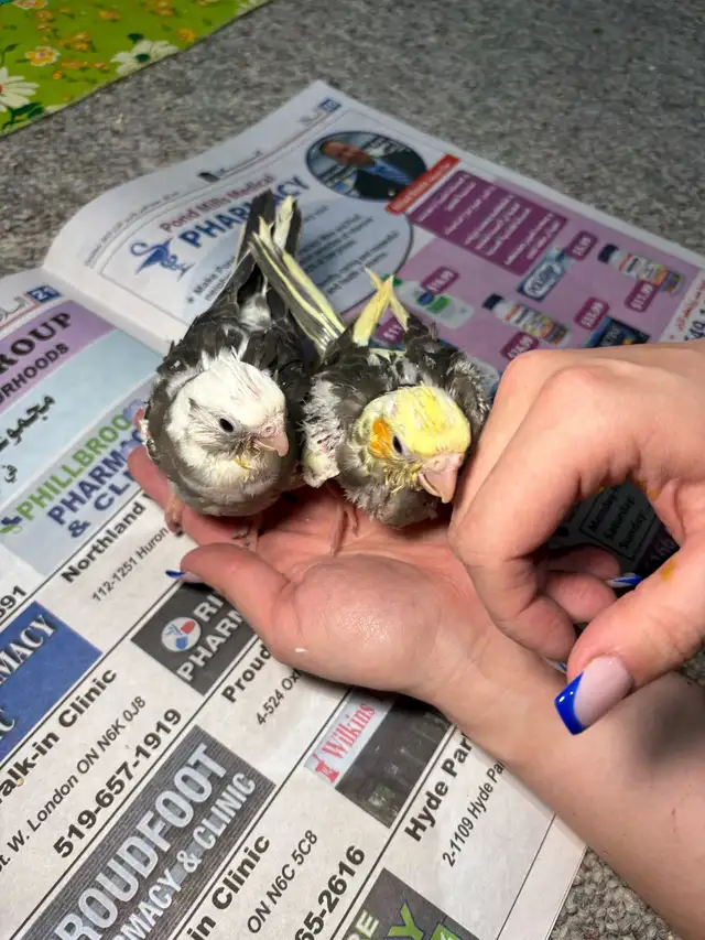 ❤️ Baby Conures For sale friendly and tamed - Photo 8