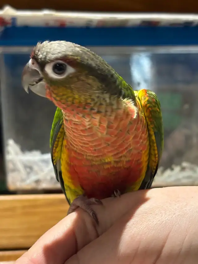 ❤️ Baby Conures For sale friendly and tamed - Photo 9