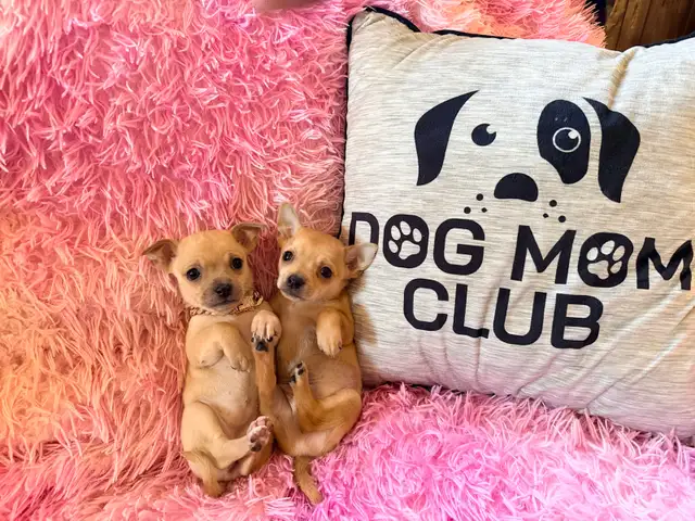 ❤️~Chihuahuas~❤️ Ready 2 Go