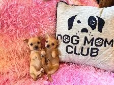 ❤️~Chihuahuas~❤️ Ready 2 Go