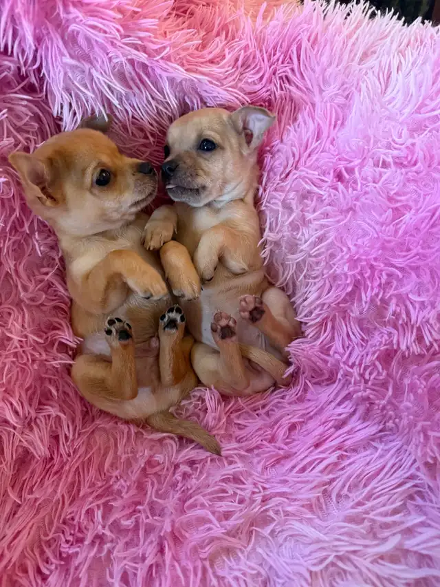 ❤️~Chihuahuas~❤️ Ready 2 Go - Photo 2