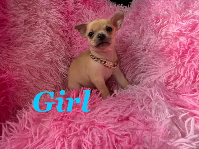 ❤️~Chihuahuas~❤️ Ready 2 Go - Photo 3