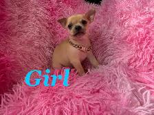 ❤️~Chihuahuas~❤️ Ready 2 Go - Photo 3