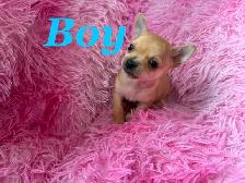 ❤️~Chihuahuas~❤️ Ready 2 Go - Photo 4