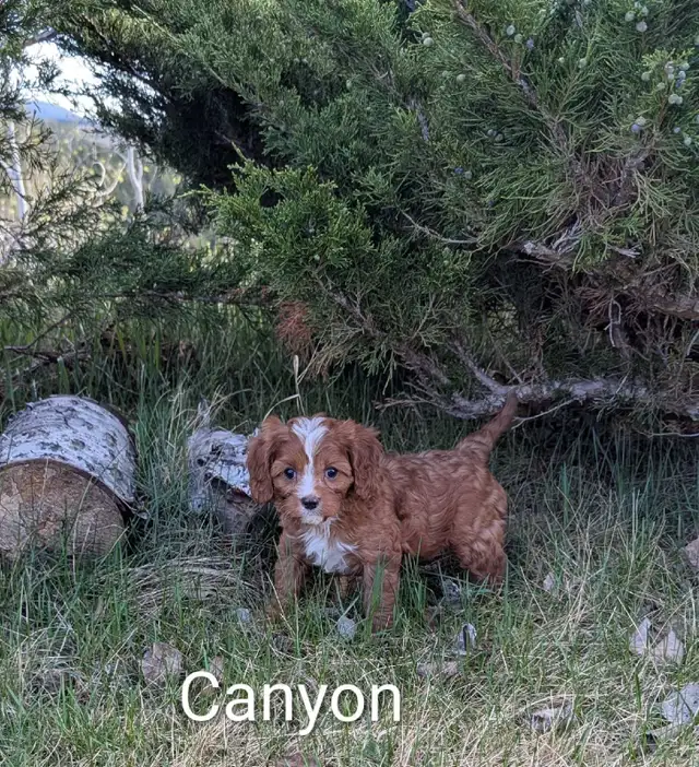 Cavapoo Pups