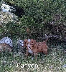 Cavapoo Pups