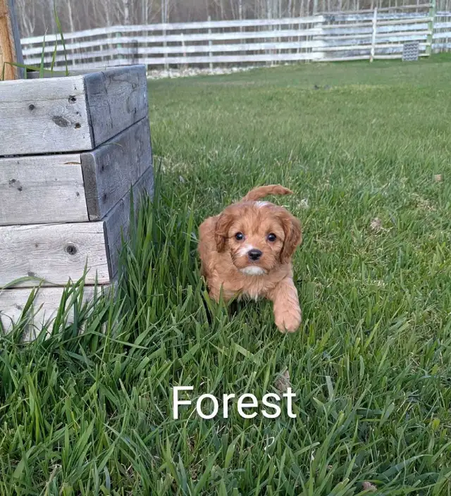 Cavapoo Pups - Photo 2
