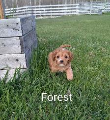 Cavapoo Pups - Photo 2