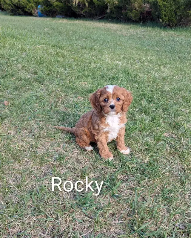 Cavapoo Pups - Photo 3