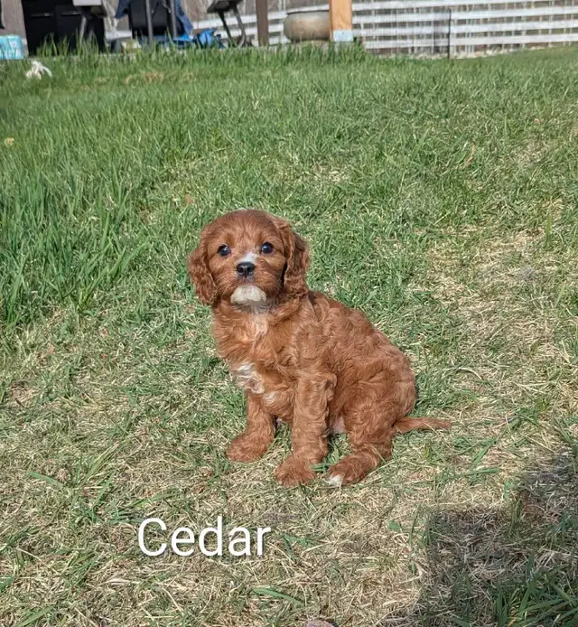 Cavapoo Pups - Photo 4