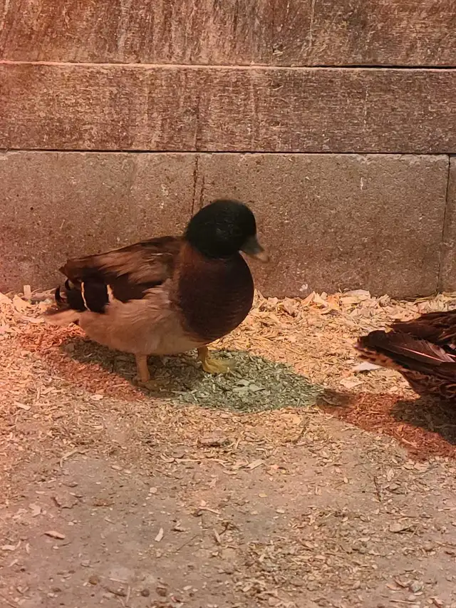 trio of call ducks
