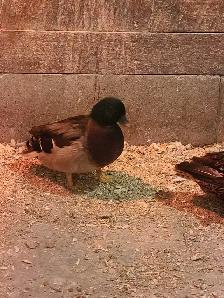 trio of call ducks