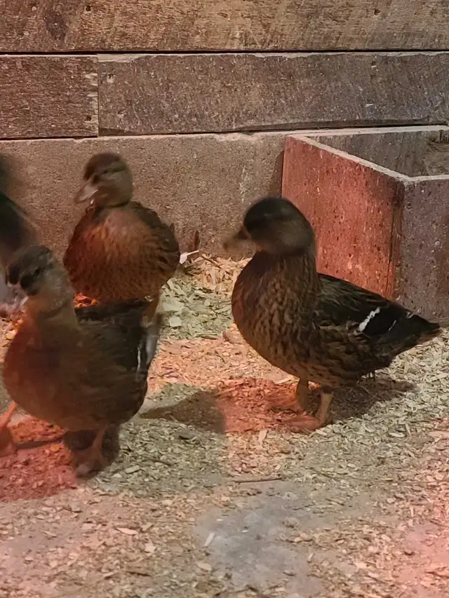 trio of call ducks - Photo 2