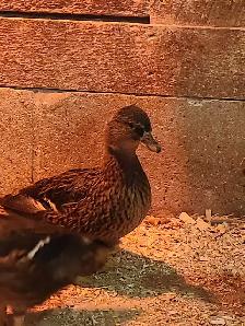 trio of call ducks - Photo 3