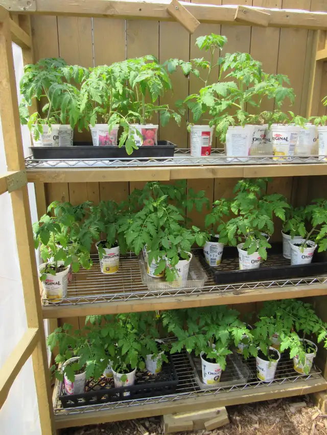 Tomato Plants - $3
