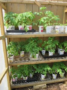 Tomato Plants - $3