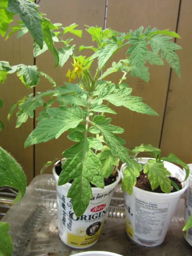 Tomato Plants - $3 - Photo 2