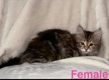 Gorgeous Purebred Siberian Kittens Available - Photo 3