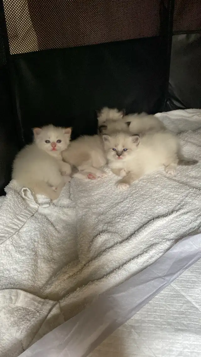 GENETICALLY CONFIRMED SIBERIAN KITTENS