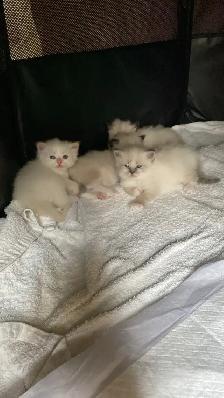 GENETICALLY CONFIRMED SIBERIAN KITTENS