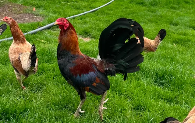 Old English (American) Game chicken hatching eggs